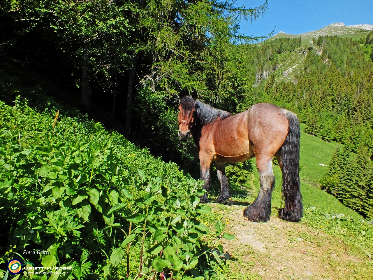 16 bell'esemplare di cavallo....JPG